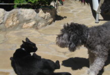 Volltreffer Ferien! Zwei Hunde am Boden