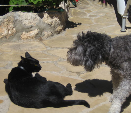 Volltreffer Ferien! Zwei Hunde am Boden