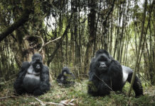 Vier Schweizer unter den Topfotografen bei den Sony World Photography Awards Sony World Photography Awards: Chris Schmid