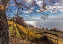 Zürcher Weine – Tradition und Moderne Teil 3