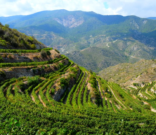 Zypriotische Weine? Und ob! Tsiakkas-Rebberge