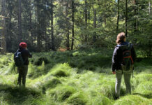 Aktion „Gemeinsam im Wald“ setzt auf Wirkung der Natur