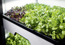 Miele bringt mit dem Plantcube ewigen Frühling in die Küche